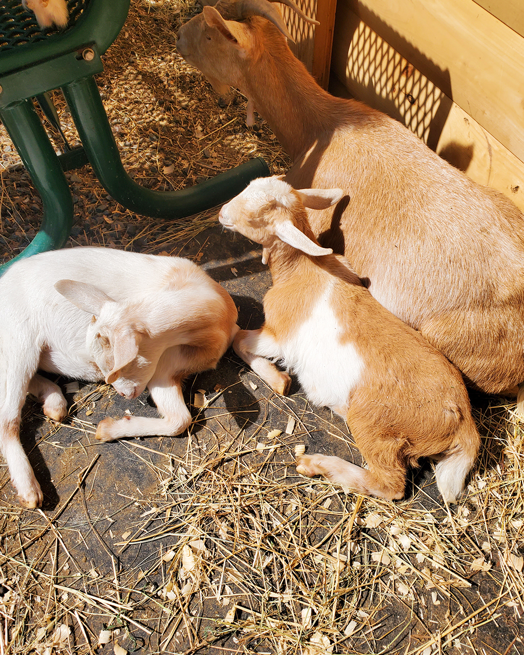 We love Frederick Farm Goat Sanctuary